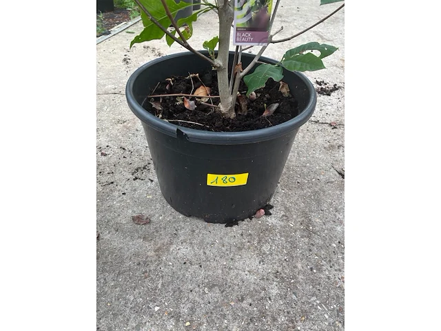 Magnolia - afbeelding 2 van  3