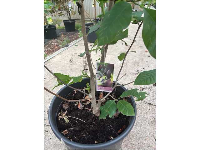 Magnolia - afbeelding 3 van  3
