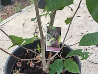 Magnolia - afbeelding 3 van  3