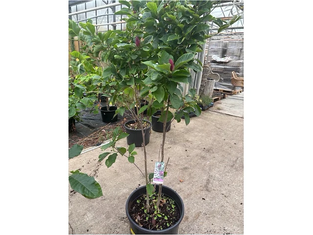 Magnolia - afbeelding 1 van  3