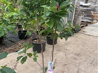 Magnolia - afbeelding 1 van  3
