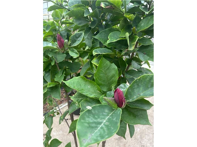 Magnolia - afbeelding 3 van  3
