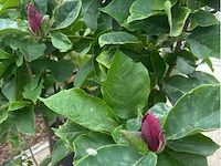 Magnolia - afbeelding 3 van  3