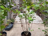 Magnolia - afbeelding 1 van  2