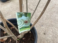 Magnolia - afbeelding 2 van  2