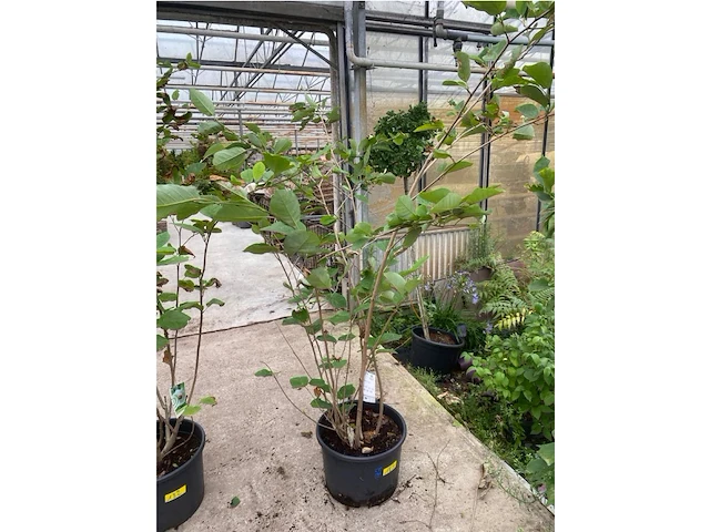 Magnolia - afbeelding 1 van  2