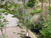 Magnolia - afbeelding 1 van  2