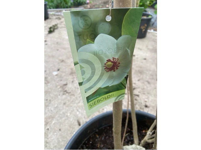 Magnolia - afbeelding 2 van  2