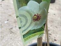 Magnolia - afbeelding 2 van  2