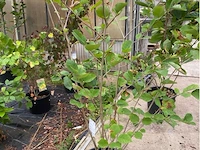 Magnolia - afbeelding 1 van  2