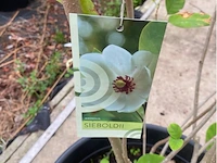 Magnolia - afbeelding 2 van  2