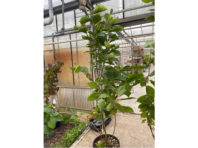Magnolia - afbeelding 1 van  2