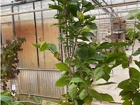 Magnolia - afbeelding 1 van  2