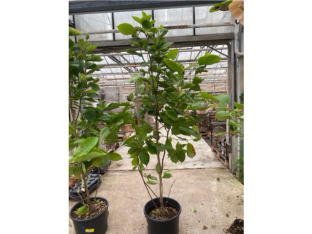Magnolia - afbeelding 1 van  2