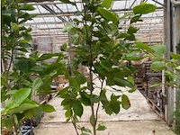 Magnolia - afbeelding 1 van  2