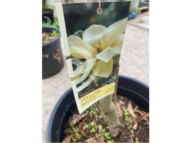 Magnolia - afbeelding 2 van  2