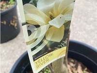 Magnolia - afbeelding 2 van  2