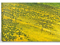 Martin baeyens - regeneration xxii - acryl op doek - 50x50 cm - 2005 - afbeelding 8 van  12