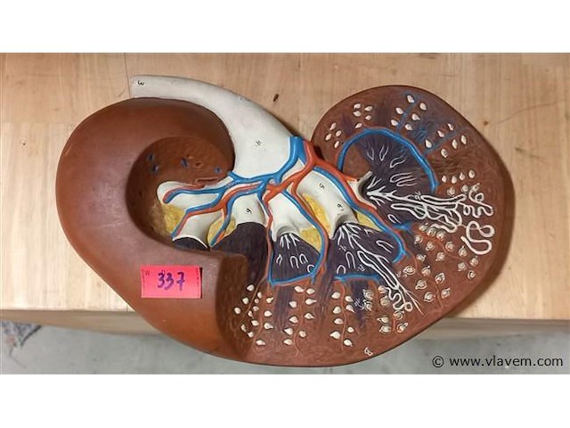 Medisch les materiaal - afbeelding 1 van  1