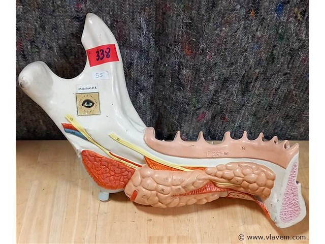 Medisch les materiaal - afbeelding 1 van  1