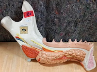 Medisch les materiaal - afbeelding 1 van  1