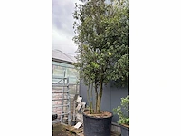 Meerstammige boom quercus ilex - afbeelding 1 van  2