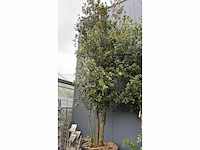 Meerstammige boom quercus ilex - afbeelding 2 van  2