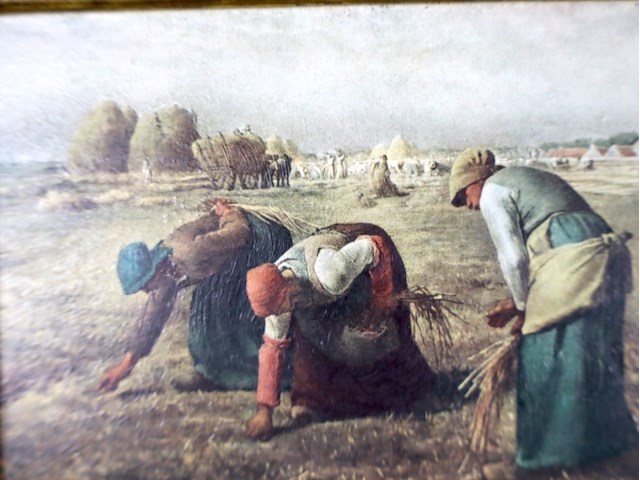 Millet (x2) - afbeelding 3 van  5