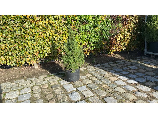 Mini kerstboom 60cm in pot sierboom (10x) - afbeelding 1 van  1