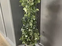 Namaakplant