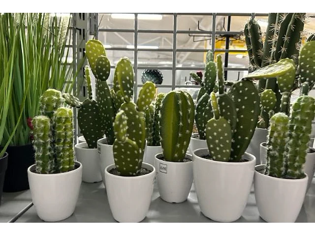 Nepcactussen - afbeelding 2 van  4