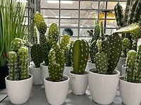 Nepcactussen - afbeelding 2 van  4