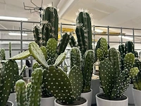 Nepcactussen - afbeelding 3 van  4