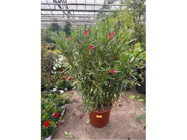 Nereum oleander - afbeelding 1 van  1