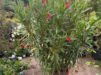 Nereum oleander - afbeelding 1 van  1