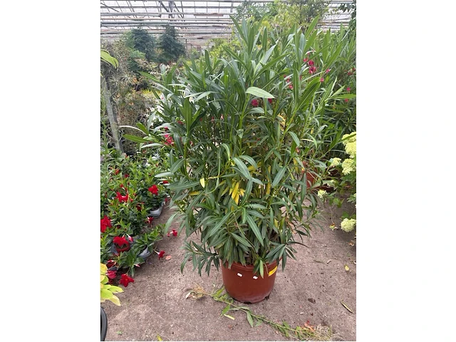 Nereum oleander - afbeelding 1 van  1