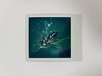 Nobuyoshi araki - originele polaroid - afbeelding 1 van  3