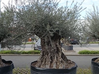 Olea europea bonsai draadkluit - afbeelding 2 van  2