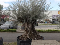 Olea europea bonsai draadkluit - afbeelding 2 van  2