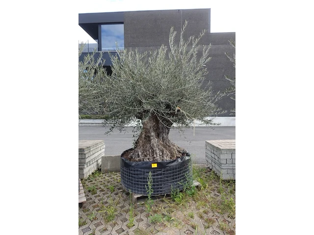 Olea europea bonsai draadkluit - afbeelding 1 van  2