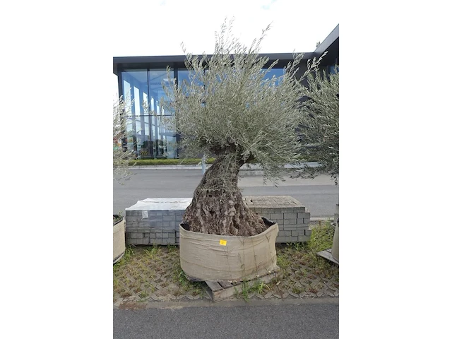 Olea europea bonsai draadkluit - afbeelding 1 van  2
