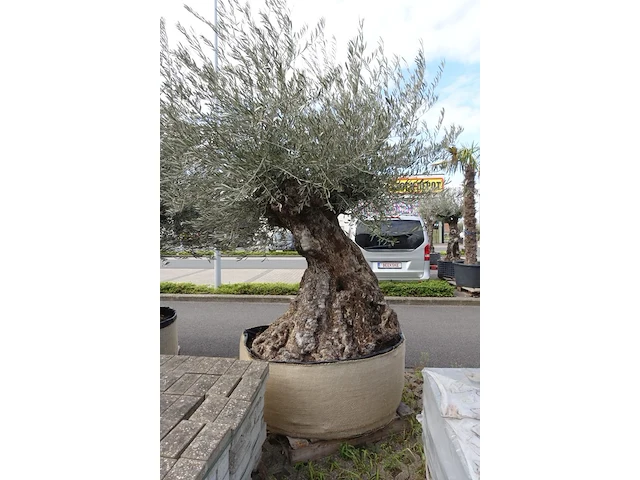 Olea europea bonsai draadkluit - afbeelding 2 van  2
