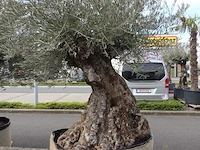 Olea europea bonsai draadkluit - afbeelding 2 van  2