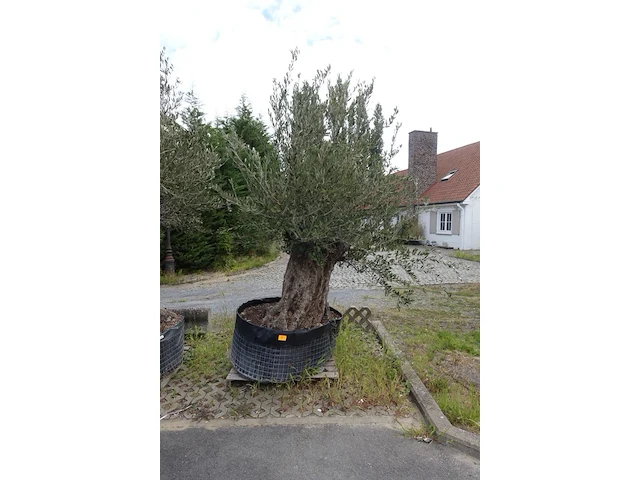 Olea europea bonsi draadkluit - afbeelding 1 van  2