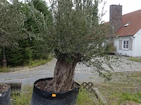 Olea europea bonsi draadkluit - afbeelding 1 van  2