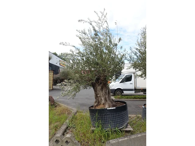 Olea europea bonsi draadkluit - afbeelding 2 van  2