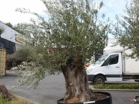 Olea europea bonsi draadkluit - afbeelding 2 van  2