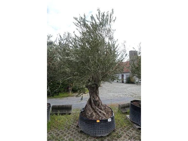 Olea europea bonsi draadkluit - afbeelding 1 van  2
