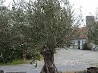 Olea europea bonsi draadkluit - afbeelding 1 van  2