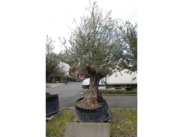 Olea europea bonsi draadkluit - afbeelding 2 van  2
